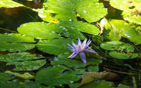 Beautiful Nature Background - Purple Waterlily in Pond
