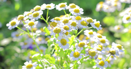 Garden white daisies sway in the wind among green grass. Flowering and