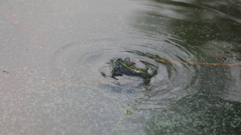 Green frog swims in the water in a swamp. Croaks loudly, blowing bubbles