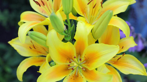 Yellow lilies sways in the wind against a background of greenery. Bouquet of