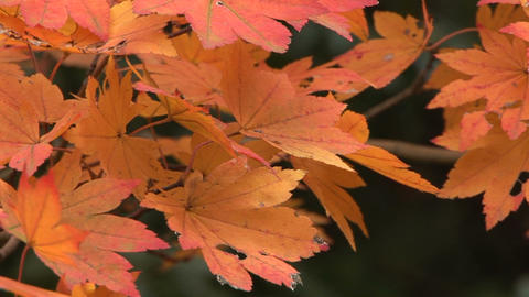 Autumn foliage in Japan