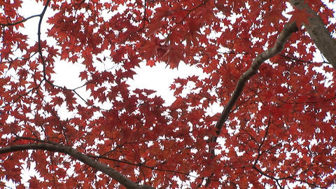 Autumn foliage in Japan