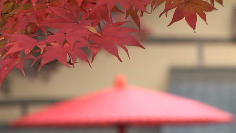 Autumn foliage in Japan