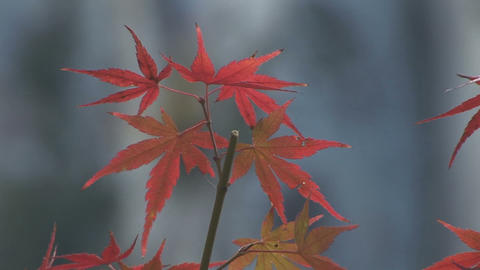 Autumn foliage in Japan