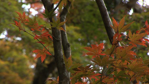 Autumn foliage in Japan