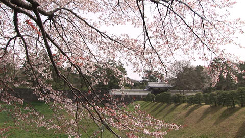 Cherry blossom in Japan