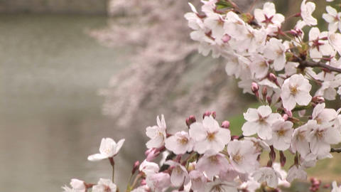 Cherry blossom in Japan