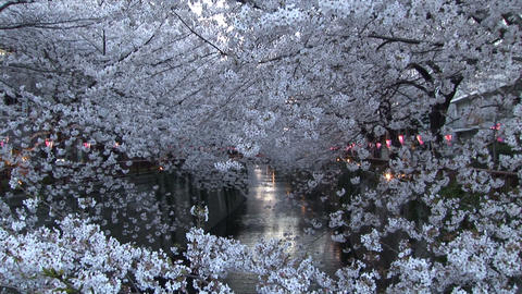 Cherry blossom in Japan