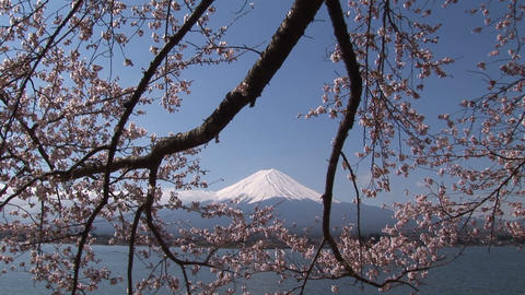 Cherry blossom and Mt. Fuji