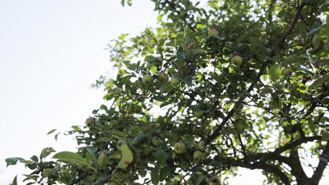 Doğa