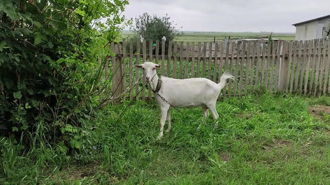 White goat on the street outside