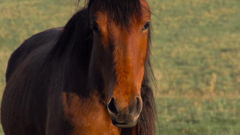 Young Horse