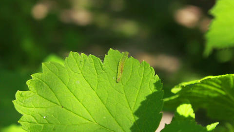Worm on Leaves 2