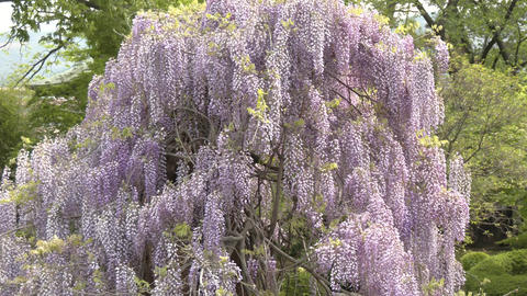 Wisteria 20210512 018 Animated GIF 18207096 | MotionElements