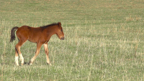 Foal HD