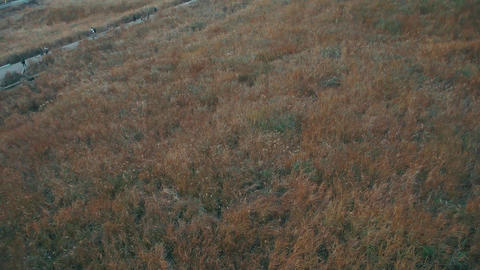 Miscanthus prairie 03