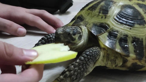 House turtle eating fruit on parquet