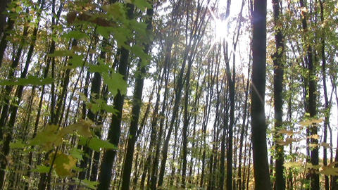Panorama of the autumn forest