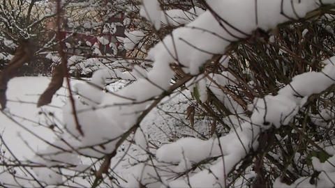 Close up of a snow covered tree in winter 057264000 1640639675