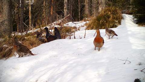 Flock of western capercaillie lekking in a meting season in winter