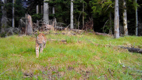Eurasian lynx approaching on meadow with green grass from front view