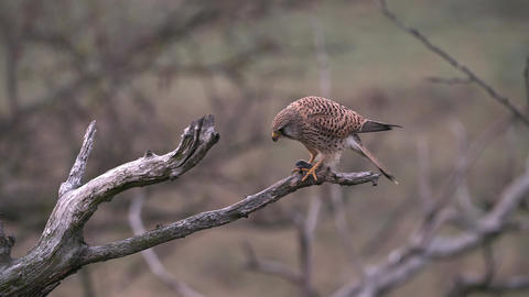 Hungry common kestrel feeding on a mouse in treetop