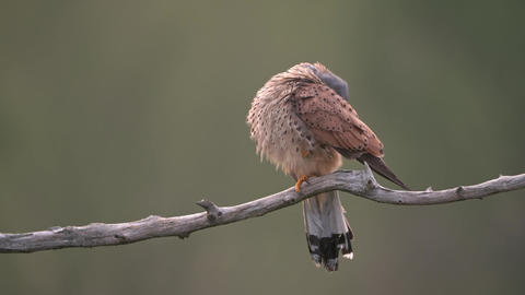 Male common kestrel sitting on a branch and cleaning feathers in summer forest