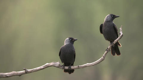 Couple of western jackdaws sitting on branch and taking off