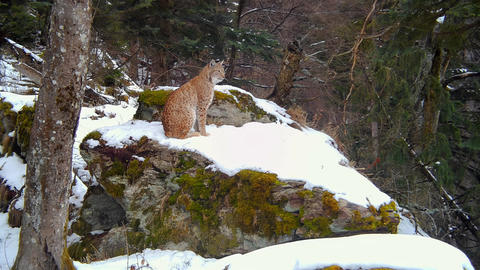 Wild eurasian lynx coming to a rock, sitting on it and licking its fur
