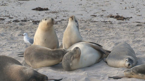 sealion 015