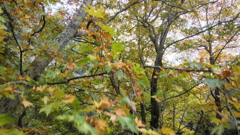 aerial forest footage,trees and leaves