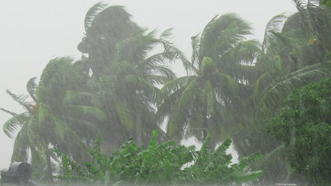 Palm trees blowing in the wind during hurricane