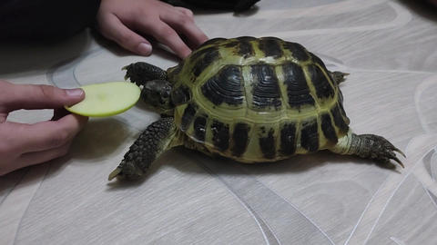Turtle eating fruit on parquet