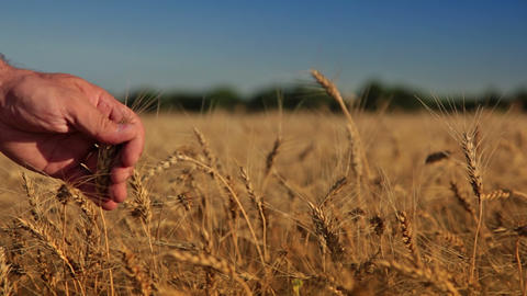 Wheat and man's hand