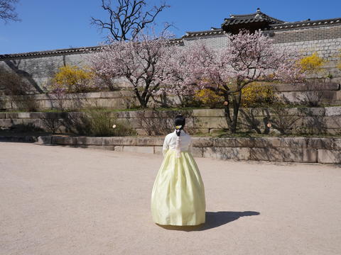 A tourist looking at plum blossoms at Changgyeonggung Palace in Seoul