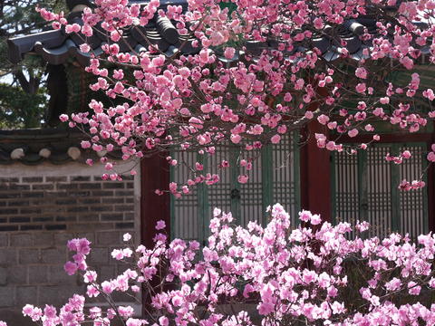 Red plum and azalea are in full bloom at Changdeokgung Palace in Seoul. flower