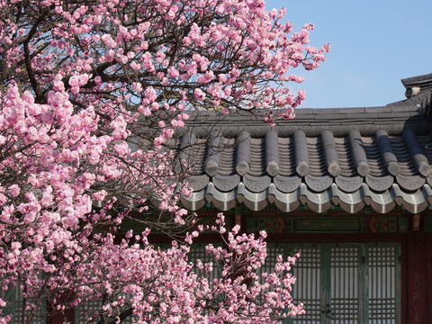Red plum blossoms in the palace in Seoul.flower