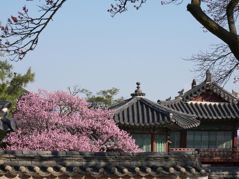 Red plum blossoms at Changdeokgung Palace in Korea. flower