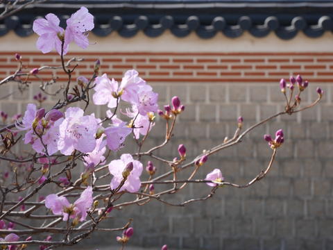 Azaleas are blooming in front of the walls of Gyeongbokgung Palace in Seoul. flower