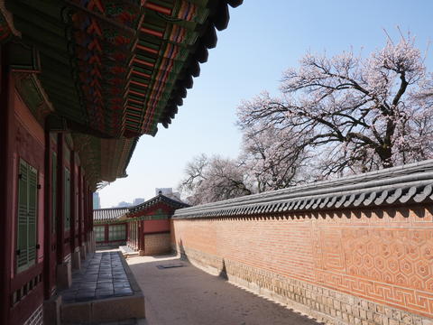Plum blossoms are blooming behind the walls of Gyeongbokgung Palace in Seoul