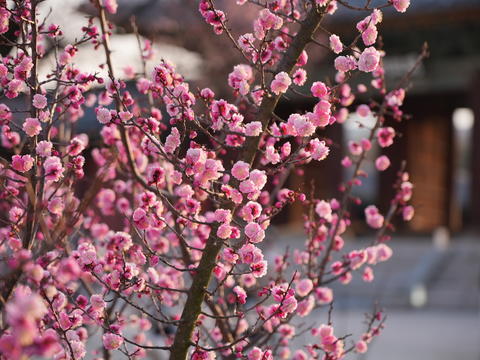 Red plum blossoms in the palace. flower