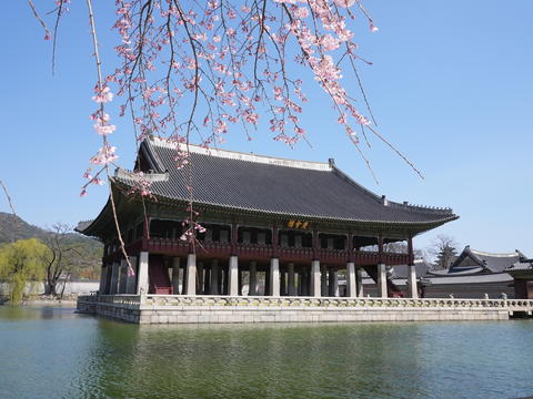 Cherry blossoms are blooming at Gyeonghoeru Pavilion at Gyeongbokgung Palace in Seoul