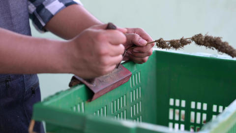 Farmer processing dry cannabis plant for commercial use. Herbal alternative