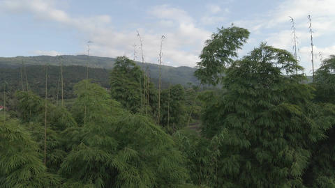 Bamboo Tall 4