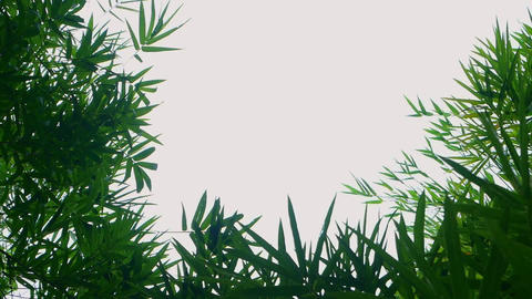 Bamboo Wind Slow Motion 04