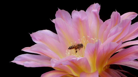 Bees Pollinating Cactus Flowers 02