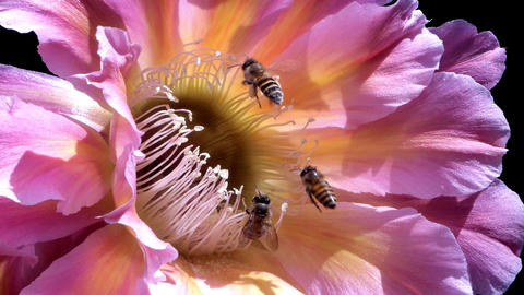 Cactus Flower Bees 13