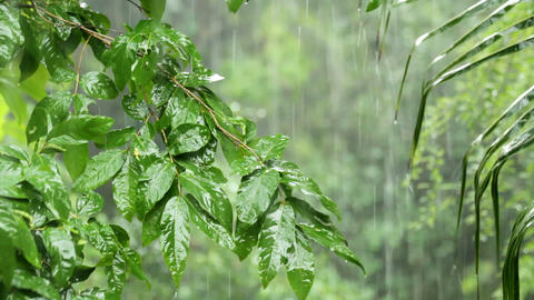 Tropical rain
