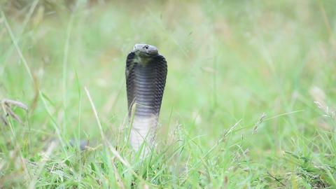 Cobra raising its head giving warning of snake attack. Slow motion