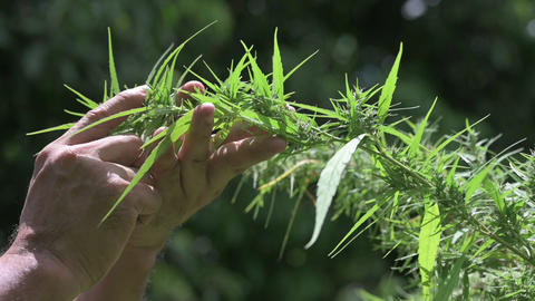 Farmers are caring for flowering cannabis plants, cannabis flowers, medicinal cannabis plants